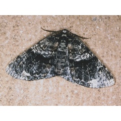 /filer/webapps/moths/media/images/P/pinguis_Phthonandria_A_Roland.jpg