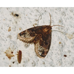 /filer/webapps/moths/media/images/P/pallidifascia_Isozinara_A_Roland_10_2.jpg