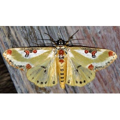 /filer/webapps/moths/media/images/C/capensis_Ovios_A_Braun_13.jpg