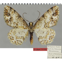 /filer/webapps/moths/media/images/C/chopardi_Ectropis_PTM_ZSMa.jpg