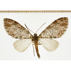 /filer/webapps/moths/media/images/A/aurivilliusi_Lobidiopteryx_A_DePrins.jpg