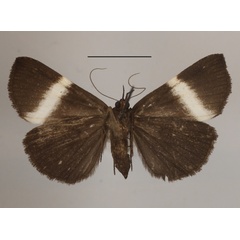 /filer/webapps/moths/media/images/L/limbopunctata_Hypena_A_MGCLb_01.jpg