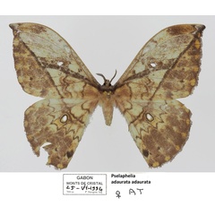 /filer/webapps/moths/media/images/A/adaurata_Pselaphelia_AT_Basquina.jpg