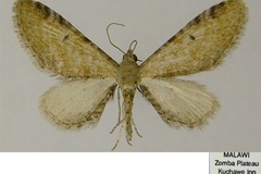 Eupithecia semipallida