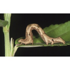 /filer/webapps/moths/media/images/T/transfigurata_Metapioplasta_C_Roland_01.jpg