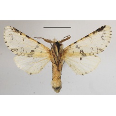/filer/webapps/moths/media/images/B/bifasciata_Afrocerura_A_MGCLb_01.JPG