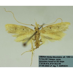 /filer/webapps/moths/media/images/L/liberianus_Notioseus_HT_SDEI.jpg