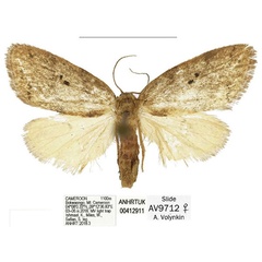 /filer/webapps/moths/media/images/B/bokwaongo_Spatulosia_PTF_ANHRT_01.jpg
