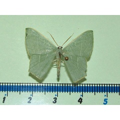 /filer/webapps/moths/media/images/Q/quadraria_Thalassodes_A_Goff_02.jpg