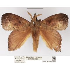 /filer/webapps/moths/media/images/D/dolichoprygma_Leipoxais_AM_NHMUK_01.jpg