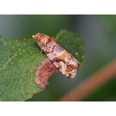 /filer/webapps/moths/media/images/A/aeolopa_Lobesia_A_Koh.jpg