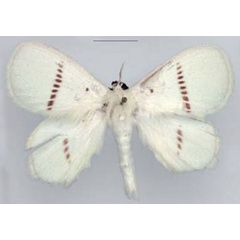 /filer/webapps/moths/media/images/A/admirabile_Chionopsyche_HT_RMCA.jpg