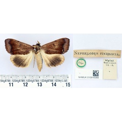 /filer/webapps/moths/media/images/F/finifascia_Nephelodes_HT_BMNH.jpg