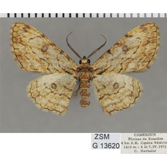 /filer/webapps/moths/media/images/R/renimacula_Orbamia_AM_ZSMa.jpg