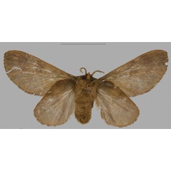 /filer/webapps/moths/media/images/B/barbarae_Pseudometa_PTF_Mueller_01b.jpg