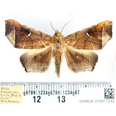 /filer/webapps/moths/media/images/P/penetrata_Episparis_AM_BMNH_01.jpg