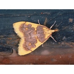 /filer/webapps/moths/media/images/X/xanthocraspia_Sameodesma_A_Roland.jpg