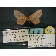 /filer/webapps/moths/media/images/F/ferula_Striglina_PT_RMCA_01.jpg