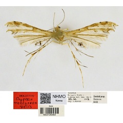 /filer/webapps/moths/media/images/M/morogoroa_Capperia_HT_NHMO.jpg