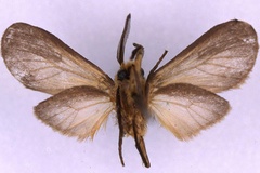 Metarctia tricolor