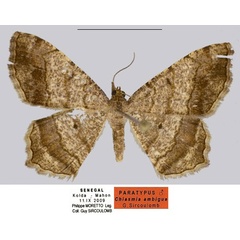 /filer/webapps/moths/media/images/A/ambigua_Chiasmia_PTM_MCL.jpg