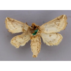 /filer/webapps/moths/media/images/O/ochroneura_Sciomesa_HT_RMCA_04.jpg