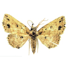 /filer/webapps/moths/media/images/E/ellipsomacula_Alloscotia_PTF_Fischer.jpg