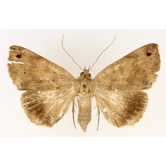 /filer/webapps/moths/media/images/T/tumiditermina_Ophiusa_AF_TMSA_03.jpg