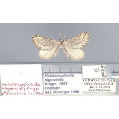 /filer/webapps/moths/media/images/N/nigroviridis_Hebdomophruda_HT_TMSA.jpg