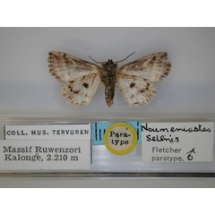 /filer/webapps/moths/media/images/S/selenis_Numeniastes_PT_RMCA_02.jpg