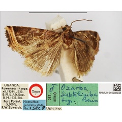 /filer/webapps/moths/media/images/S/subtilimba_Ozarba_HT_NHMUK.jpg