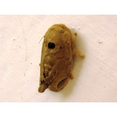 /filer/webapps/moths/media/images/S/sordida_Rhypteira_A_NicholsonRoberts.jpg