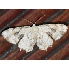 /filer/webapps/moths/media/images/L/lactea_Pseudodirades_A_Grobler.jpg