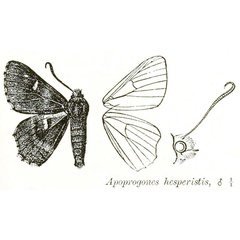 /filer/webapps/moths/media/images/H/hesperistis_Apoprogones_HT_Hampson-1903.jpg
