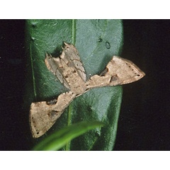 /filer/webapps/moths/media/images/T/teclata_Phazaca_A_Roland_01.jpg