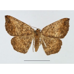 /filer/webapps/moths/media/images/S/strigata_Cabera_AF_TMSA.jpg