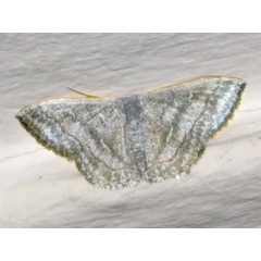 /filer/webapps/moths/media/images/A/argentidisca_Scopula_A_Grobler.jpg