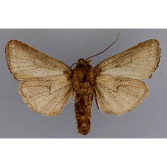 /filer/webapps/moths/media/images/M/mesophaea_Oediplexia_A_RMCA_02.jpg