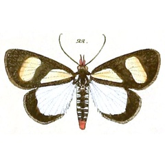 /filer/webapps/moths/media/images/L/leucomelas_Phaegorista_HT_28_22.jpg