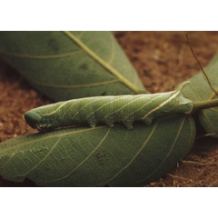/filer/webapps/moths/media/images/G/grayii_Polyptychus_C_Roland_01.jpg