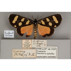 /filer/webapps/moths/media/images/M/meretrix_Eusemia_HT_OUMNH_01.jpg