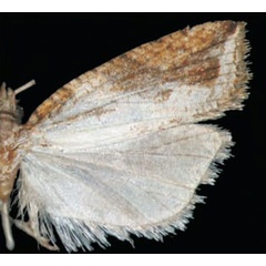 /filer/webapps/moths/media/images/A/anepenthes_Epinotia_HT_Trematerra.jpg