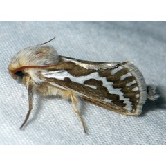 /filer/webapps/moths/media/images/L/leocucyma_Eudalaca_A_Liebenberg_01.jpg