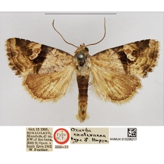 /filer/webapps/moths/media/images/E/exolivacea_Ozarba_HT_NHMUK.jpg