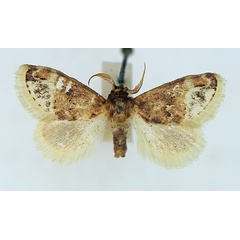 /filer/webapps/moths/media/images/P/pallidifascia_Isozinara_AM_TMSA.jpg