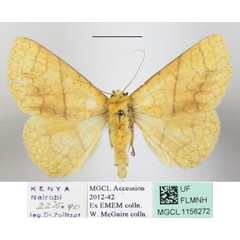 /filer/webapps/moths/media/images/A/aurata_Xanthodesma_A_MGCLa_01.JPG