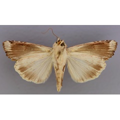 /filer/webapps/moths/media/images/S/subterminalis_Callixena_A_RMCA_02.jpg