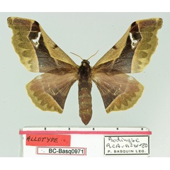 /filer/webapps/moths/media/images/R/rougeoti_Holocerina_AT_Basquin.jpg