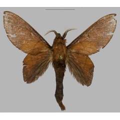 /filer/webapps/moths/media/images/S/siniaevi_Opisthoheza_HT_Mueller.jpg