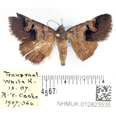 /filer/webapps/moths/media/images/A/arvorum_Baniana_AM_BMNH_02.jpg